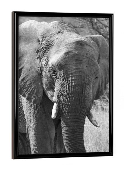 Poster mit schwarzem Rahmen "Elefant von vorne" artboxONE - Tiere,Schwarzweiß - Elefant,Afrika,Dickhäuter,Elfenbein