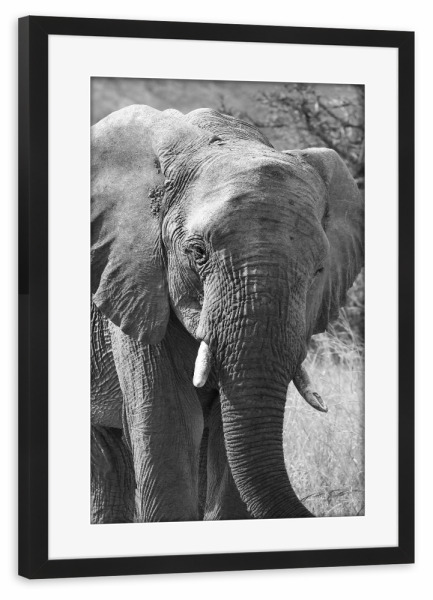 Poster mit Rahmen schwarz "Elefant von vorne" artboxONE - Tiere,Schwarzweiß - Elefant,Afrika,Dickhäuter,Elfenbein
