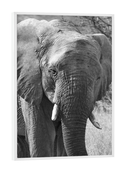 Poster mit weißem Rahmen "Elefant von vorne" artboxONE - Tiere,Schwarzweiß - Elefant,Afrika,Dickhäuter,Elfenbein