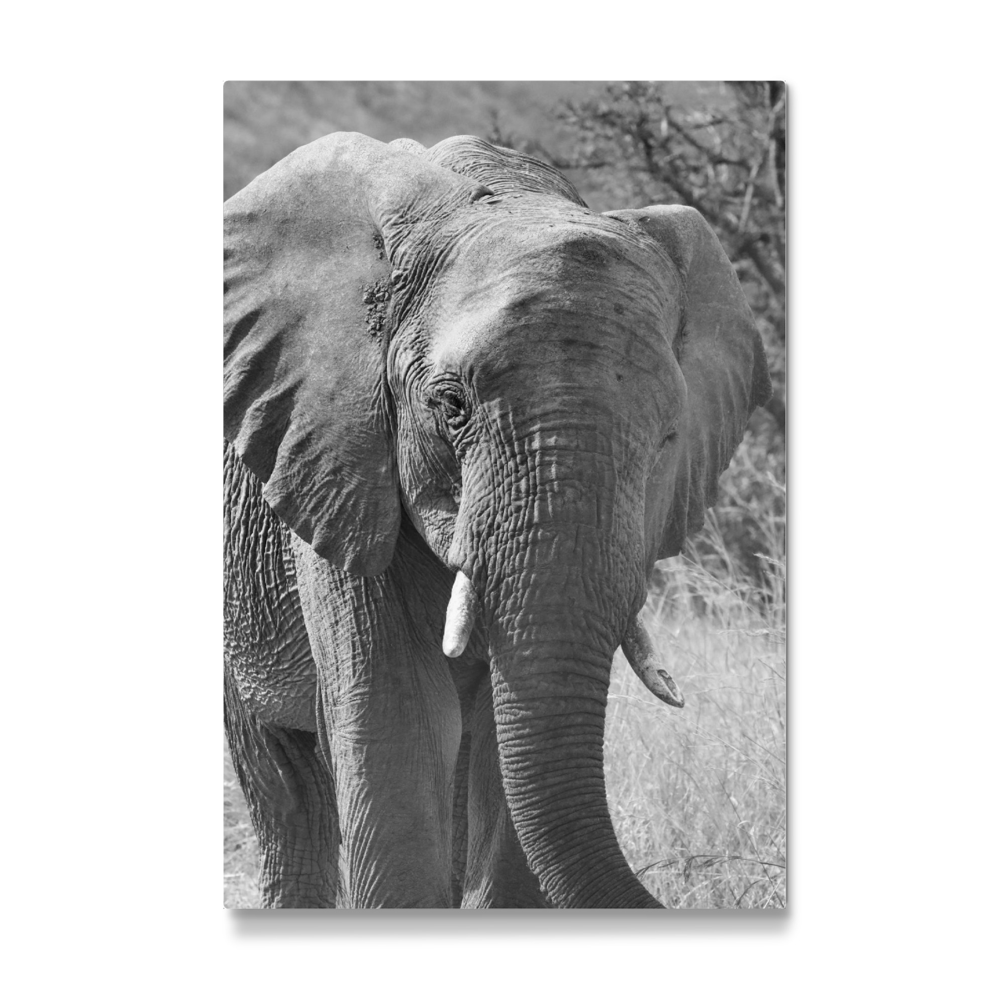 Galerie-Print "Elefant von vorne" 30x20 cm artboxONE