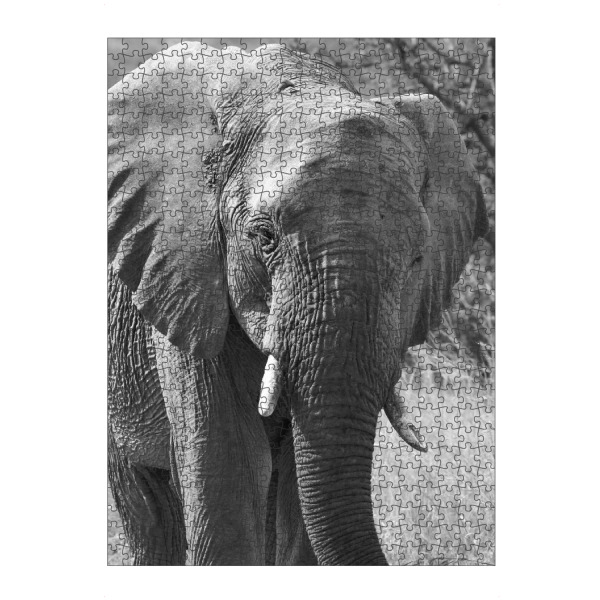 Puzzle Ravensburger "Elefant von vorne" artboxONE - Tiere,Schwarzweiß - Elefant,Afrika,Dickhäuter,Elfenbein - Bild elefant