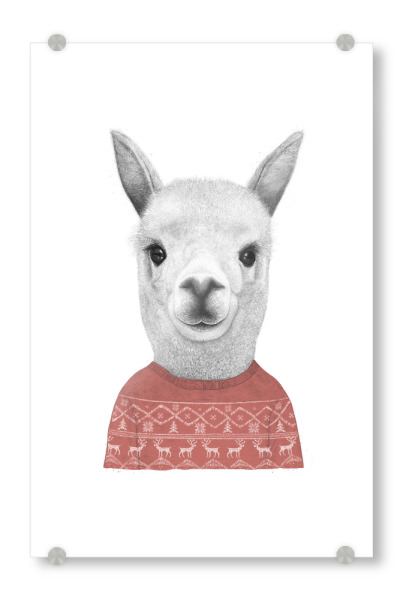 Acrylglasbild "Lama in a sweater" artboxONE - Tiere,Schwarzweiß,Weihnachten - Lama,Christmas,Ugly sweater,Alpaca,Xmas