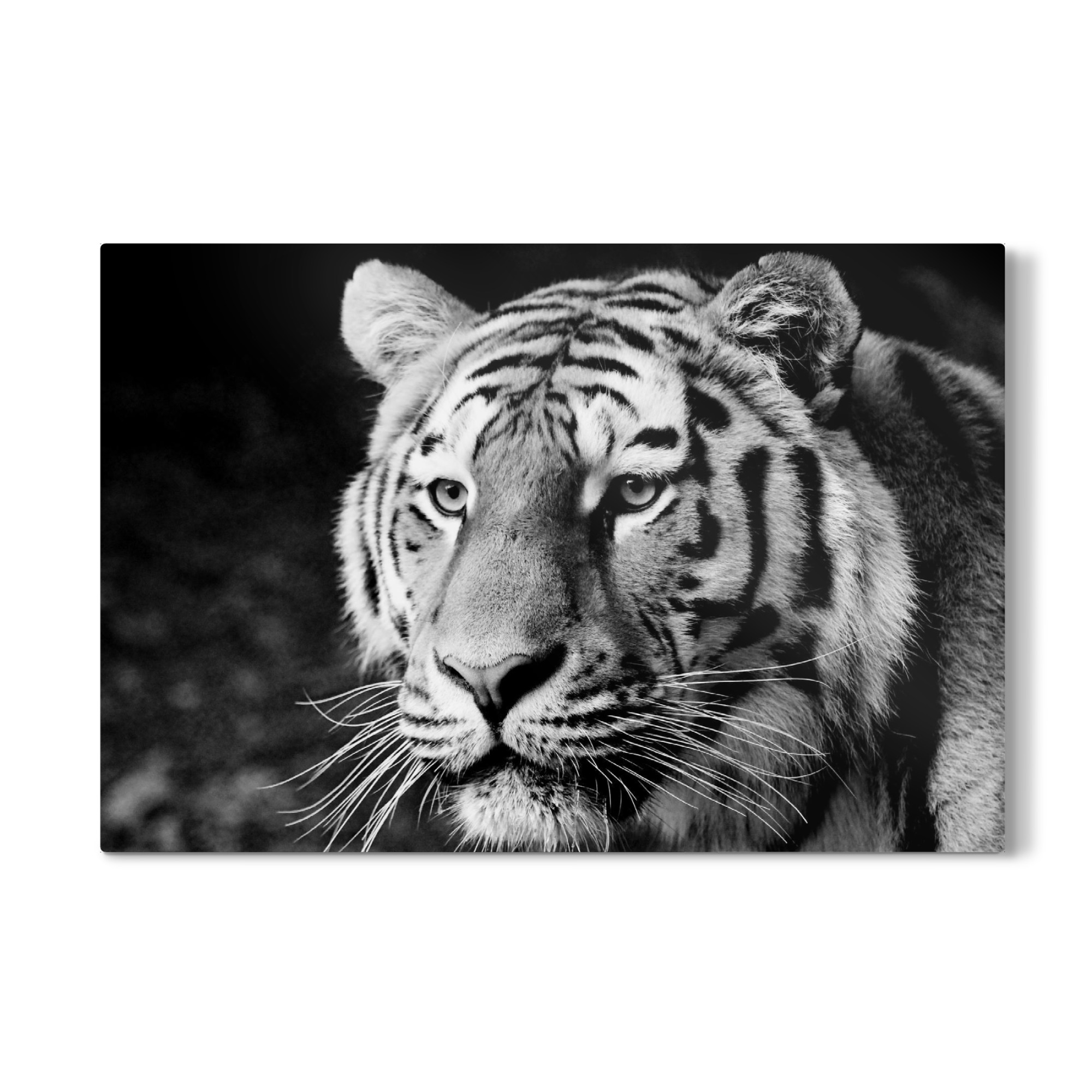 Galerie-Print "Tiger träumt" 75x50 cm artboxONE