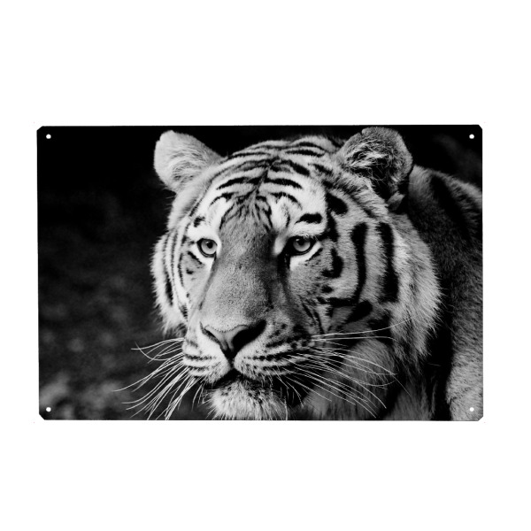Holzbild "Tiger träumt" artboxONE - Tiere,Schwarzweiß,Reise / Afrika - Tiger,Tigerkopf,Portrait,Steifen