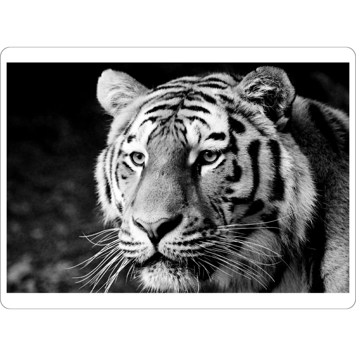 Tischset "Tiger träumt" artboxONE - Tiere,Schwarzweiß,Reise / Afrika - Tiger,Tigerkopf,Portrait,Steifen - Bild tiger
