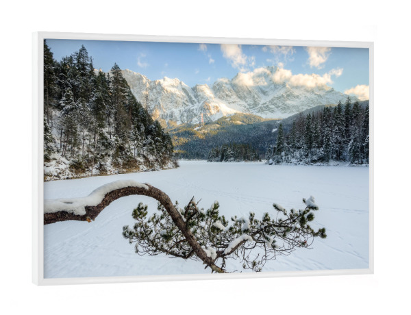 Poster mit weißem Rahmen "Kiefer am Eibsee im Winter" artboxONE - Natur - Bayern,Zugspitze,Schnee,Winter,Kiefer,Eibsee,Alpen,Berge