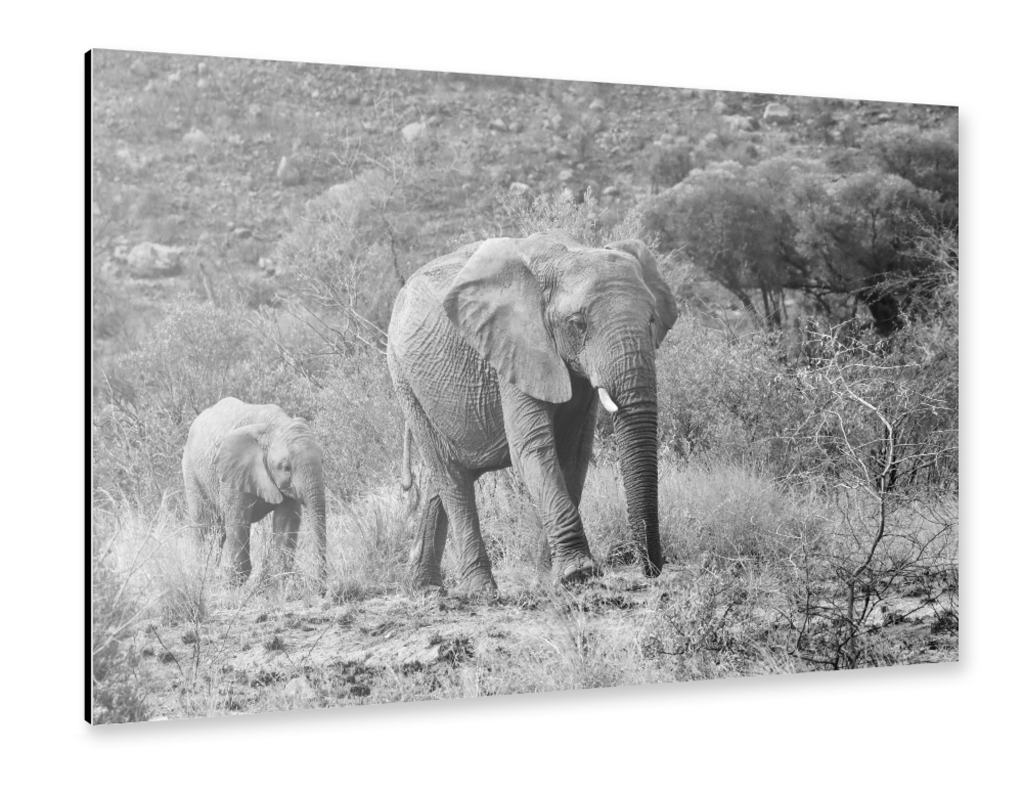Alu-Dibond "Elefanten Mutter mit Kind" 30x20 cm artboxONE