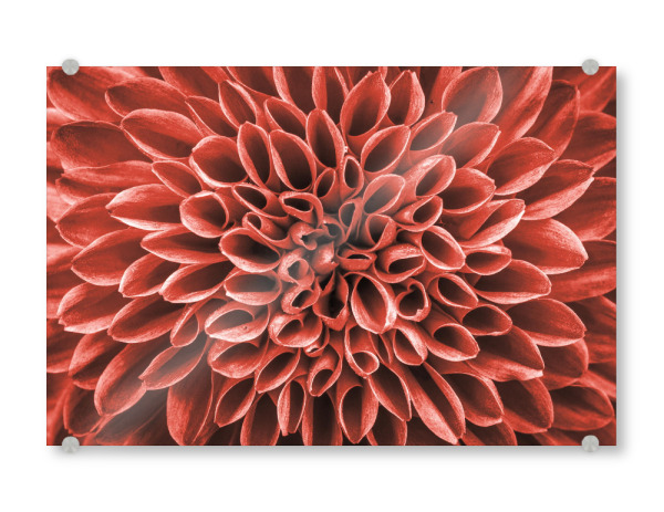 Acrylglasbild "Living Coral Flower" artboxONE - Floral - Blume,Blüte,Pflanze