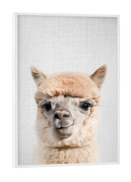 Poster mit weißem Rahmen "Alpaca - Colorful" artboxONE - Für Kinder,Tiere