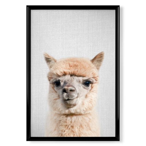 Alpaca - Colorful
