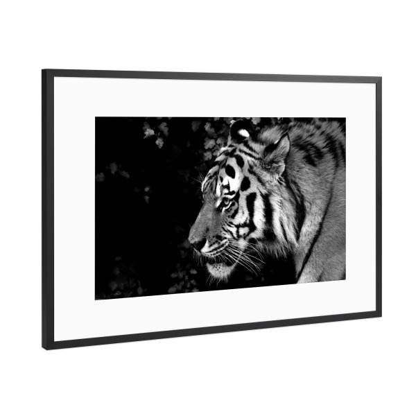 Poster mit Rahmen Schwarz (Metallic) "Tiger von rechts" artboxONE - Tiere,Schwarzweiß,Reise / Afrika - Tiger,Afrika,Katze
