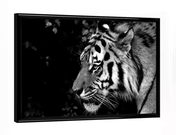 Poster mit schwarzem Rahmen "Tiger von rechts" artboxONE - Tiere,Schwarzweiß,Reise / Afrika - Tiger,Afrika,Katze