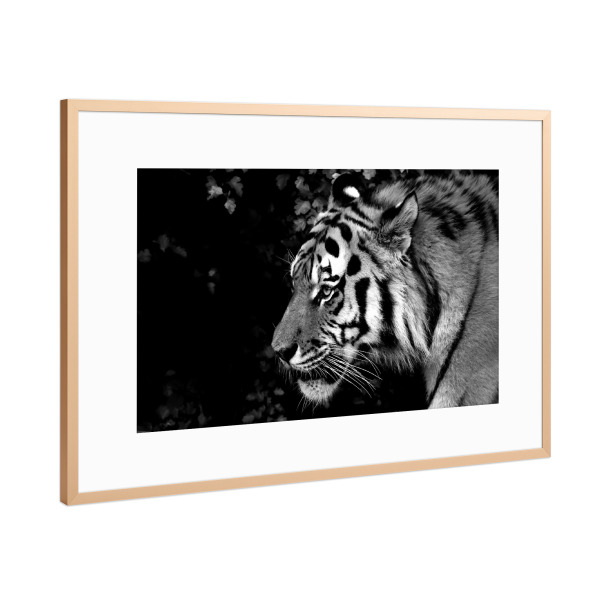 Poster mit Rahmen Kupfer "Tiger von rechts" artboxONE - Tiere,Schwarzweiß,Reise / Afrika - Tiger,Afrika,Katze