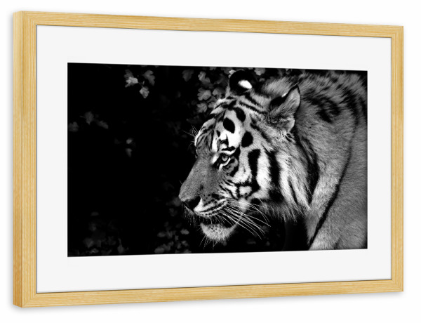 Poster mit Rahmen kiefer "Tiger von rechts" artboxONE - Tiere,Schwarzweiß,Reise / Afrika - Tiger,Afrika,Katze