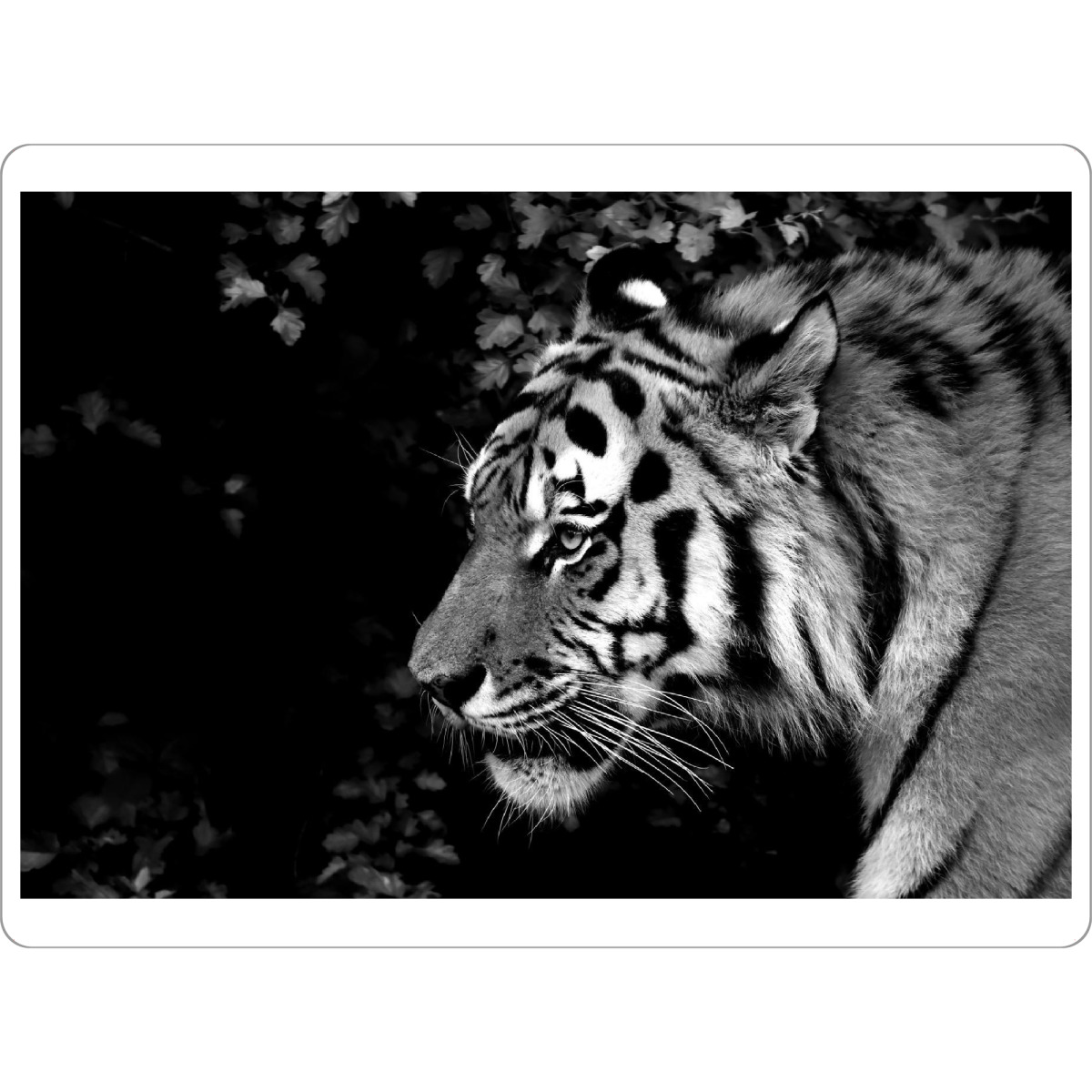 Tischset "Tiger von rechts" artboxONE - Tiere,Schwarzweiß,Reise / Afrika - Tiger,Afrika,Katze - Bild tiger