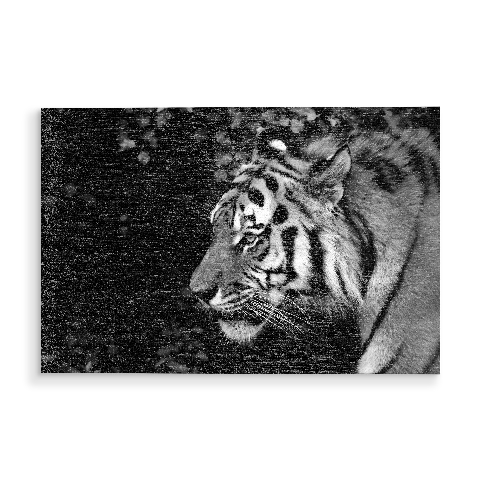 Holzbild "Tiger von rechts" artboxONE - Tiere,Schwarzweiß,Reise / Afrika - Tiger,Afrika,Katze