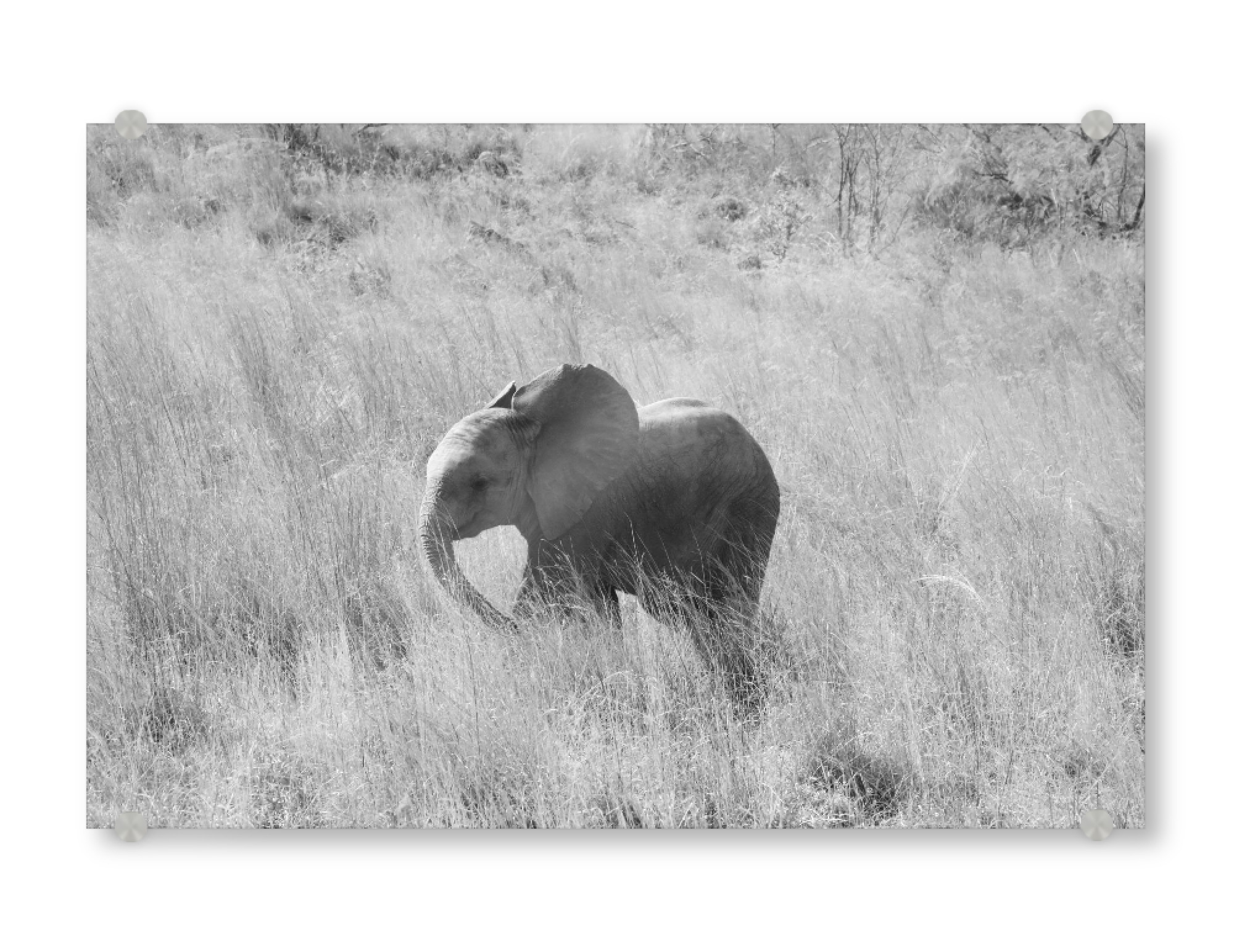 Acrylglasbild "Baby Elefant" artboxONE - Tiere,Schwarzweiß,Reise / Afrika - Baby elefant,Elefant,Afrika
