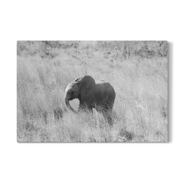 Galerie-Print "Baby Elefant" 30x20 cm artboxONE