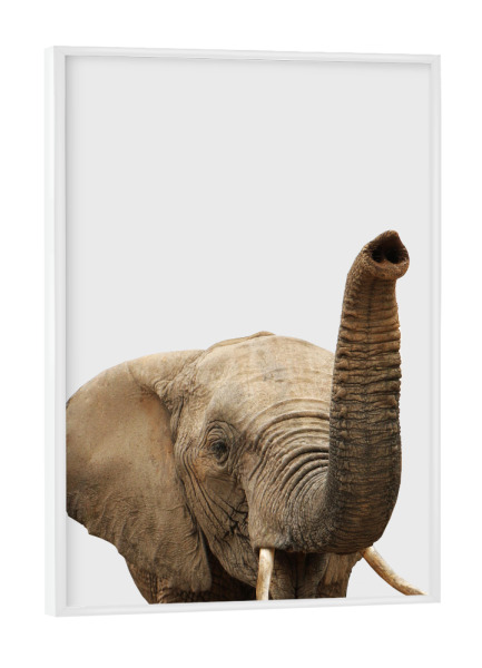 Poster mit weißem Rahmen "Elephant African Animal" artboxONE - Tiere