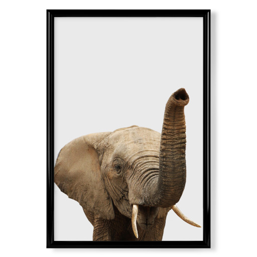Elephant African Animal
