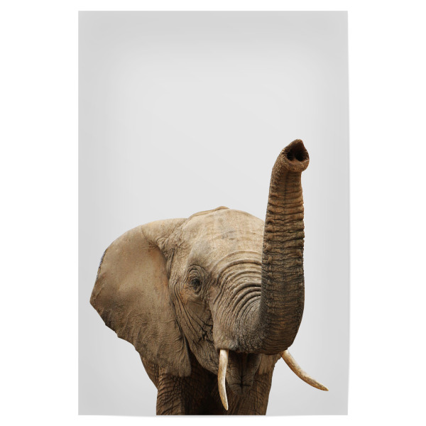 Poster 30x20 cm "Elephant African Animal" artboxONE - Tiere