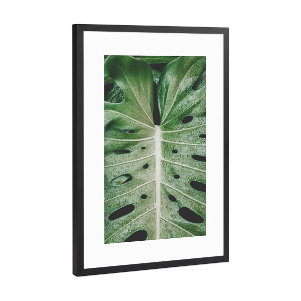 Poster mit Rahmen Schwarz (Metallic) "Monstera leaf photography" artboxONE - Natur - Monstera,Leaf
