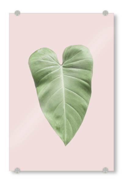 Acrylglasbild "Tropical Blush Elephant Ear" artboxONE - Floral - Plant,Leaf