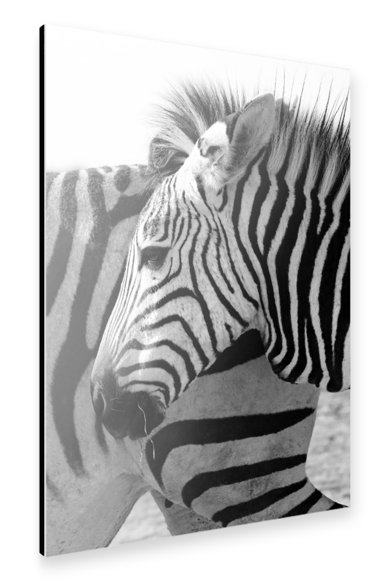 Alu-Dibond "Alles Zebra" 30x20 cm artboxONE