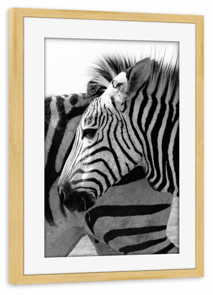 Poster mit Rahmen kiefer "Alles Zebra" artboxONE - Tiere,Schwarzweiß,Reise / Afrika - Zebra,Streifen,Afrika