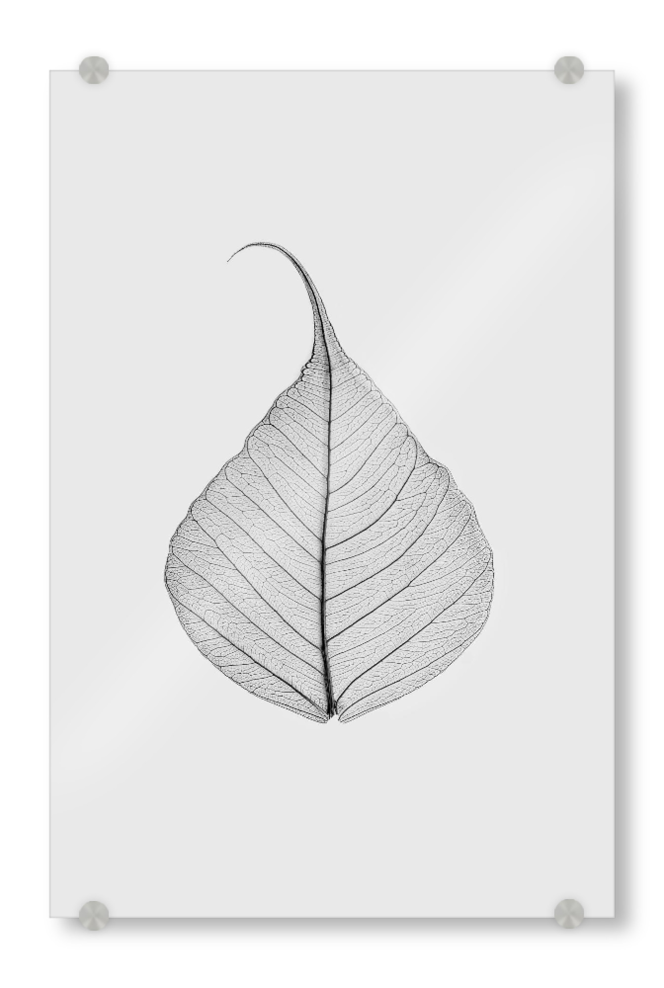 Acrylglasbild "Skeleton Leaf" artboxONE - Natur,Floral,Schwarzweiß - Black and white,Leaf,Photography,Skeleton leaf,Still life