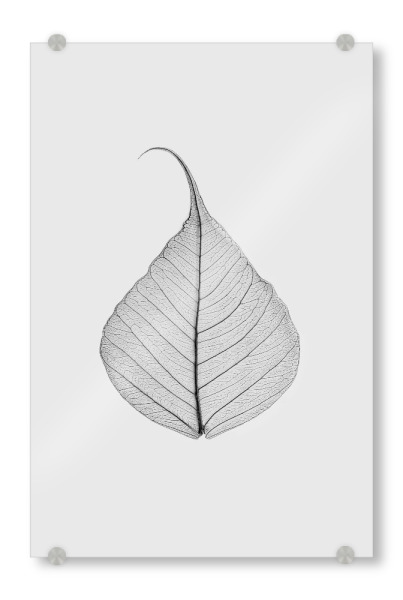 Acrylglasbild "Skeleton Leaf" artboxONE - Natur,Floral,Schwarzweiß - Black and white,Leaf,Photography,Skeleton leaf,Still life