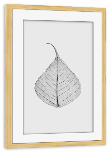 Poster mit Rahmen kiefer "Skeleton Leaf" artboxONE - Natur,Floral,Schwarzweiß - Black and white,Leaf,Photography,Skeleton leaf,Still life