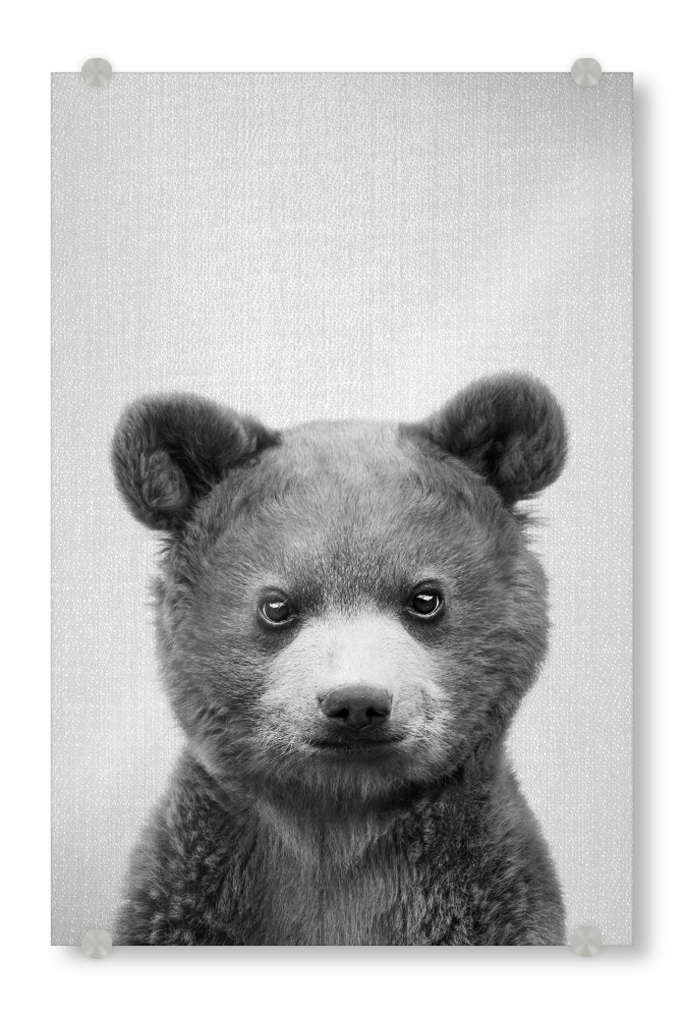 Acrylglasbild "Baby Bear - Black & White" artboxONE - Tiere,Schwarzweiß - Animal,Bear,Grizzly