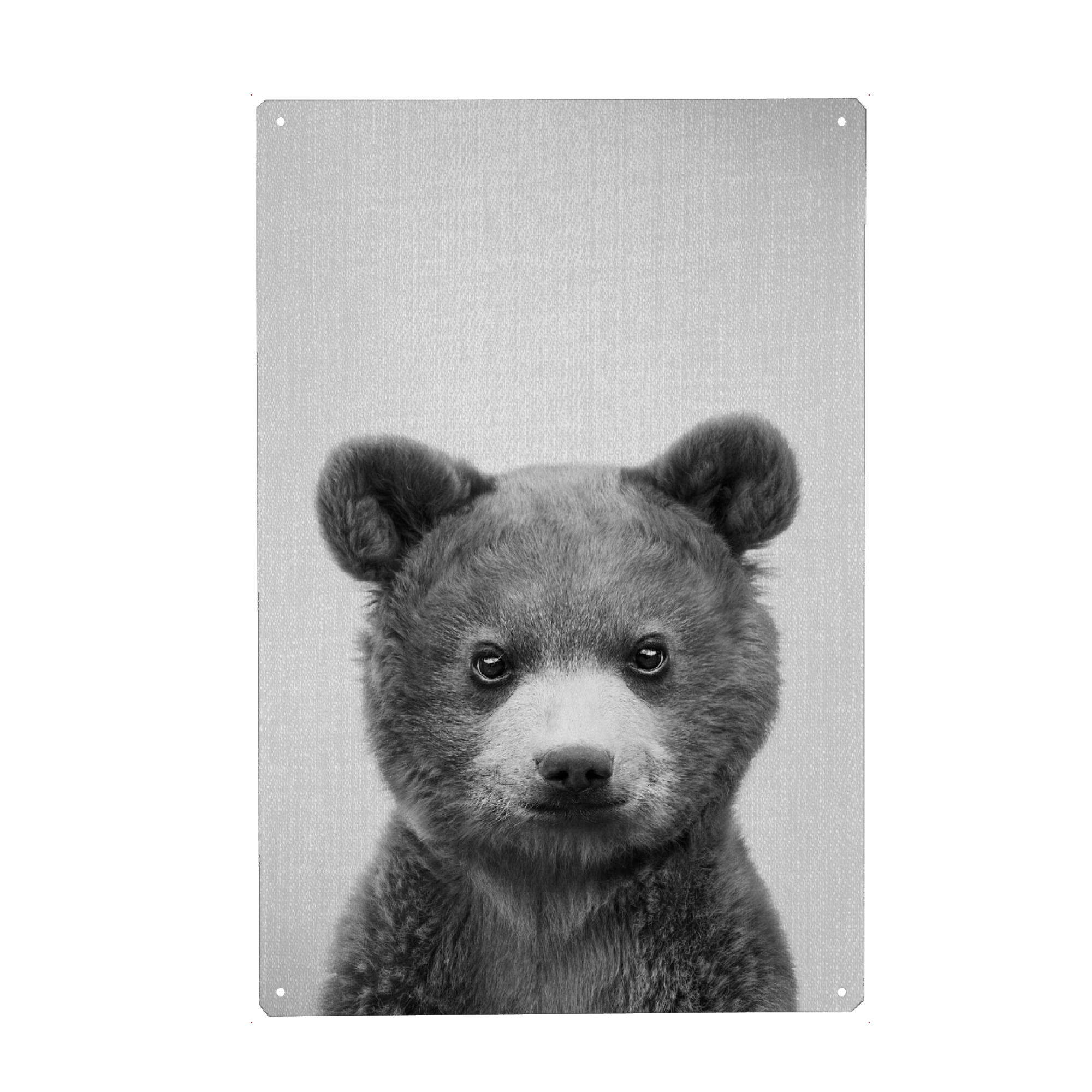 Metall Poster "Baby Bear - Black & White" artboxONE - Tiere,Schwarzweiß - Animal,Bear,Grizzly - Blechschild