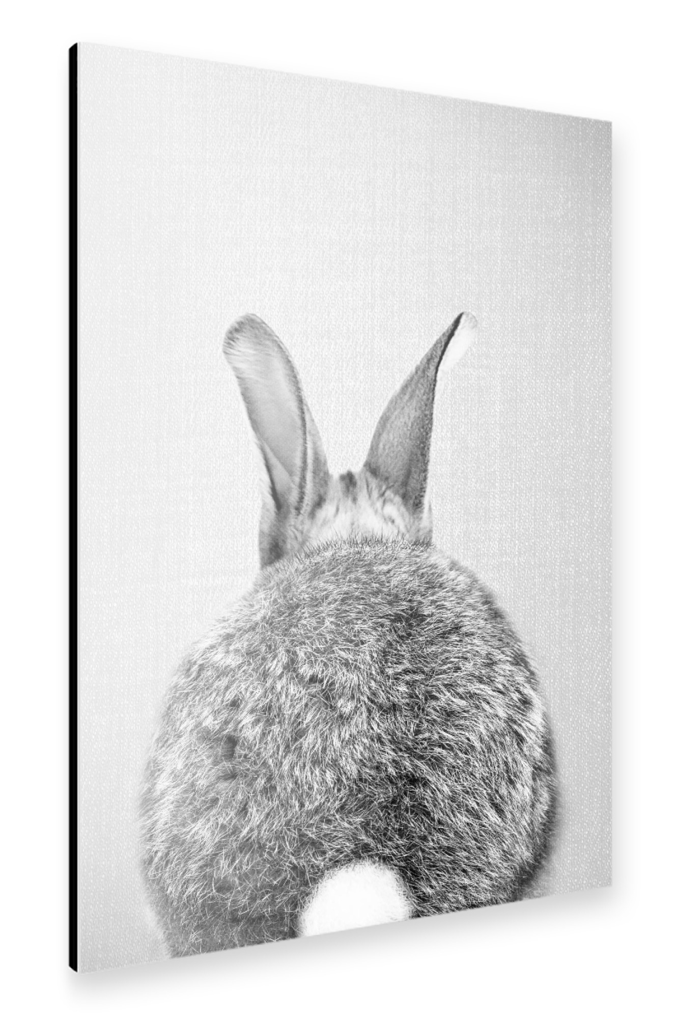 Alu-Dibond "Rabbit Tail - Black & White" 75x50 cm artboxONE