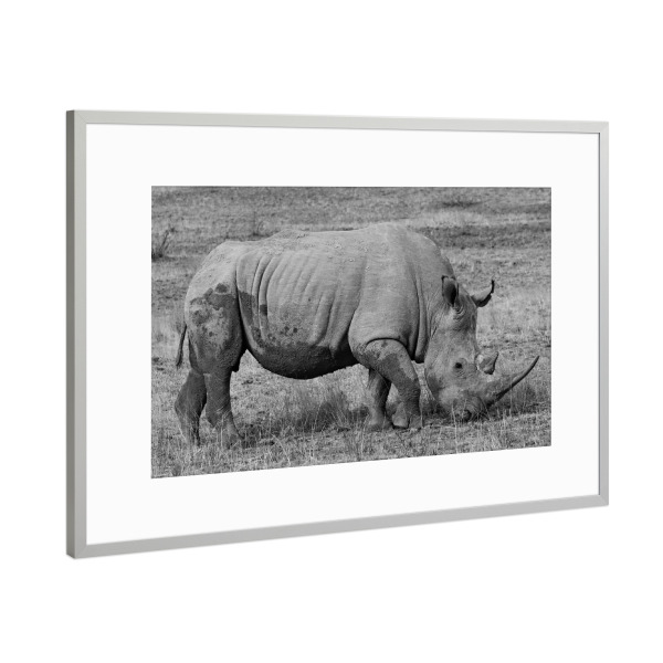 Poster mit Rahmen Silber "Nashorn in Afrika" artboxONE - Natur,Tiere,Schwarzweiß,Reise / Afrika - Nashorn,Afrika,Tier