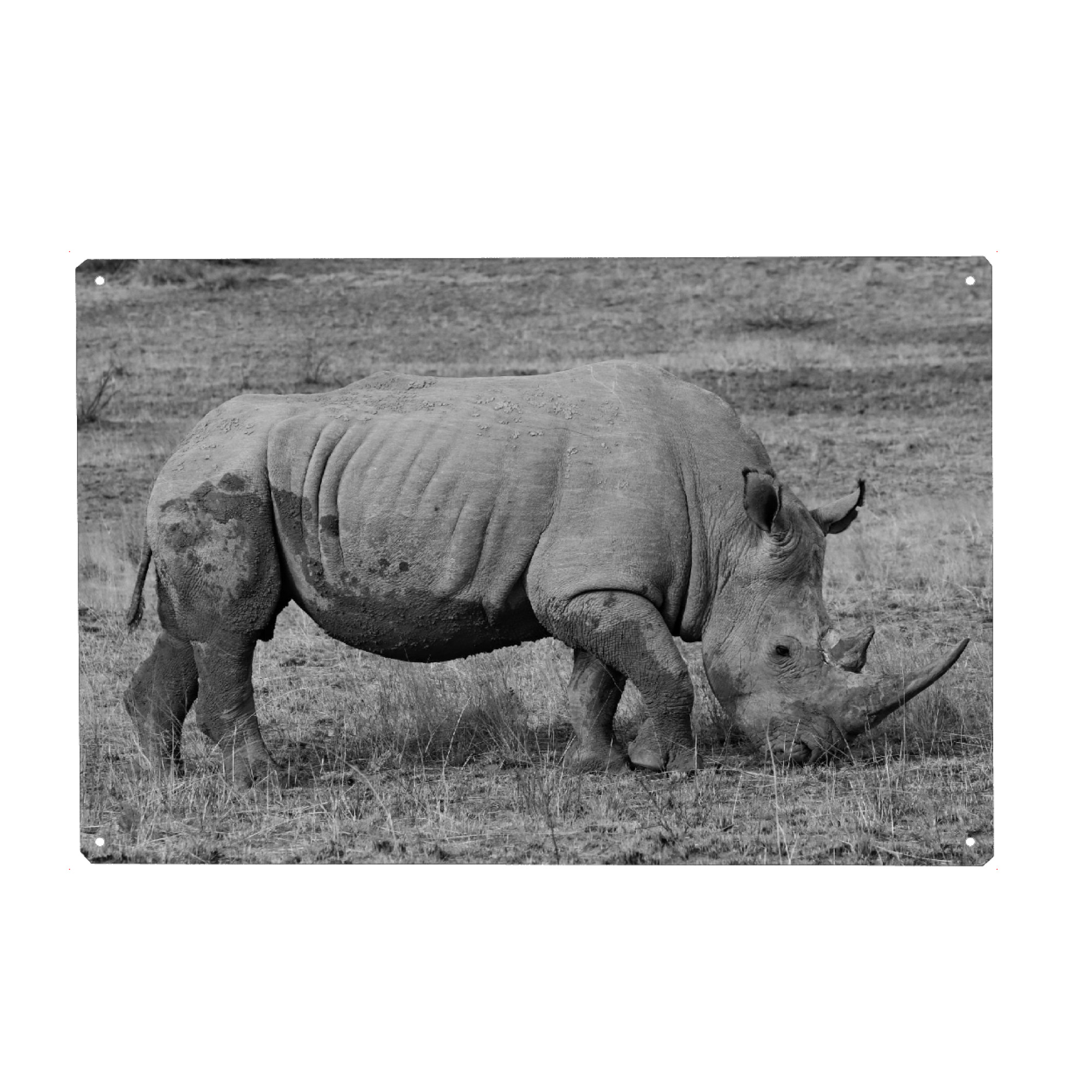 Metall Poster "Nashorn in Afrika" artboxONE - Natur,Tiere,Schwarzweiß,Reise / Afrika - Nashorn,Afrika,Tier - Blechschild