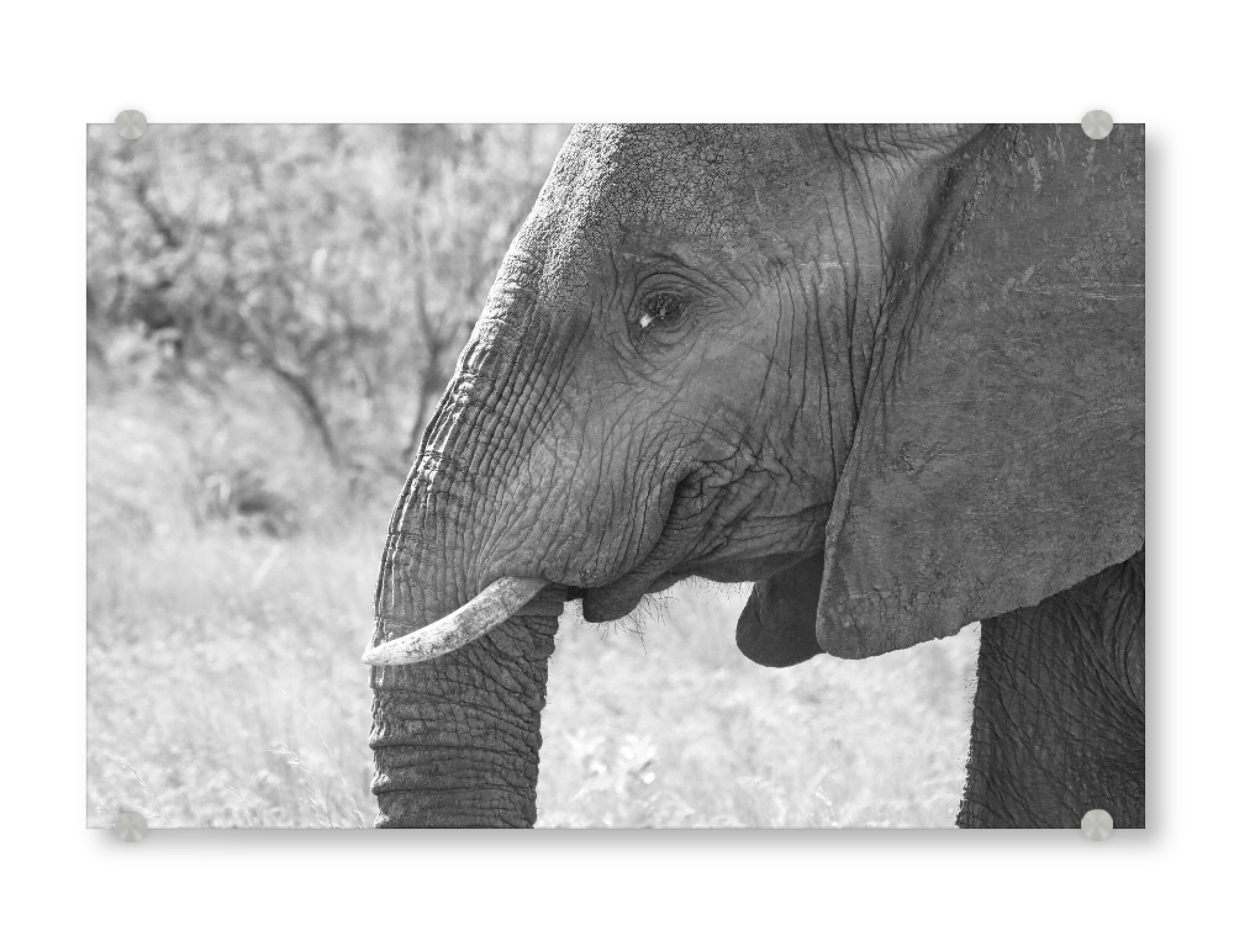 Acrylglasbild "Elefant lacht" artboxONE - Natur,Tiere,Schwarzweiß,Reise / Afrika - Elefant,Dickhäuter,Afrika