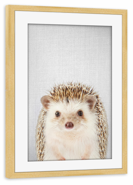 Poster mit Rahmen kiefer "Hedgehog - Colorful" artboxONE - Tiere - Animal,Animals,Portrait,Hedgehog