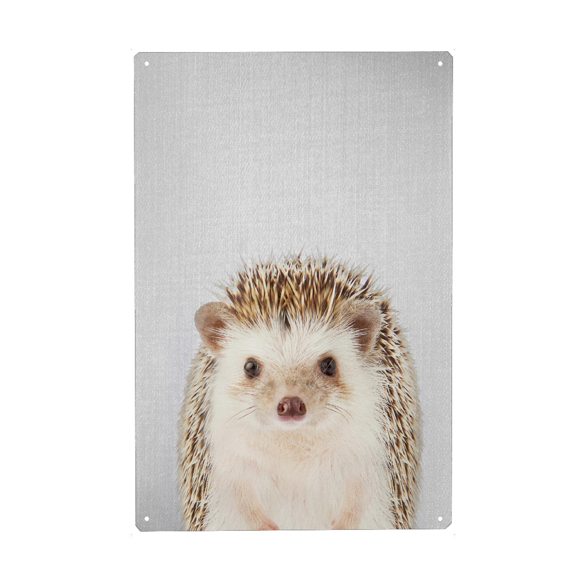 Metall Poster "Hedgehog - Colorful" artboxONE - Tiere - Animal,Animals,Portrait,Hedgehog - Blechschild