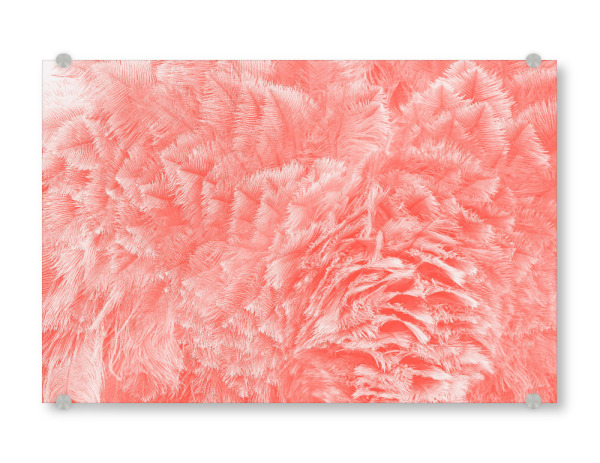 Acrylglasbild "Straussenfederkleid pantone" artboxONE - Abstrakt - Feder,Federkleid,Pantone,Straussenfedern