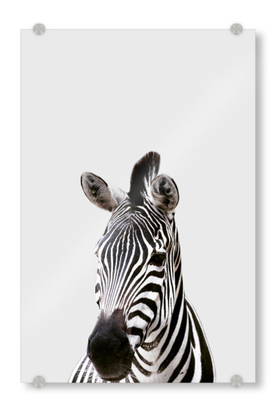Acrylglasbild "Zebra African Animal" artboxONE - Tiere
