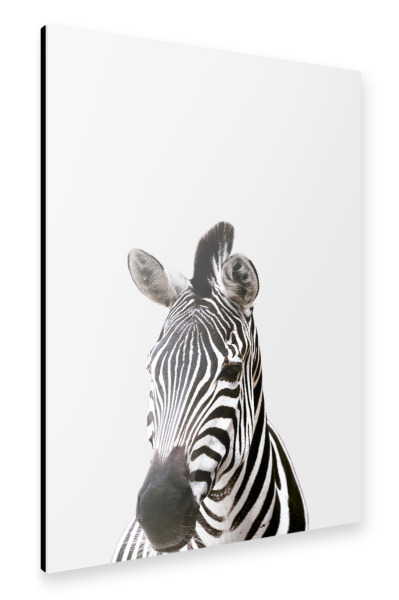 Alu-Dibond "Zebra African Animal" 30x20 cm artboxONE