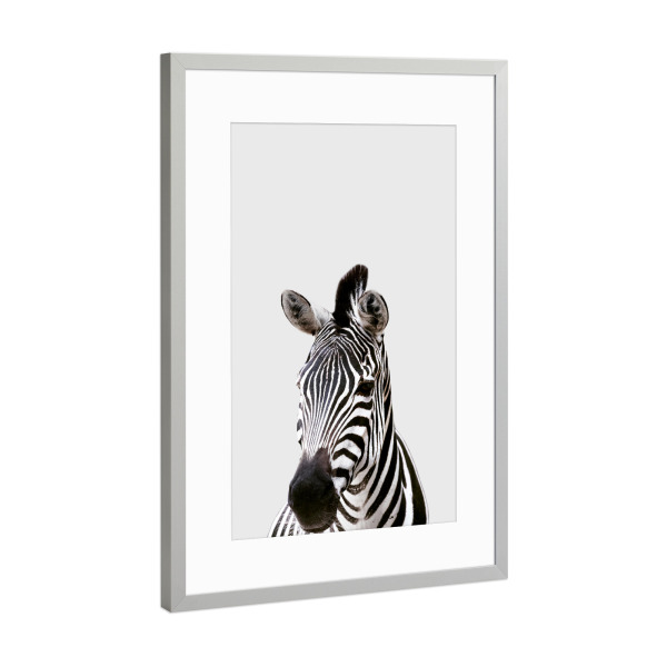 Poster mit Rahmen Silber "Zebra African Animal" artboxONE - Tiere