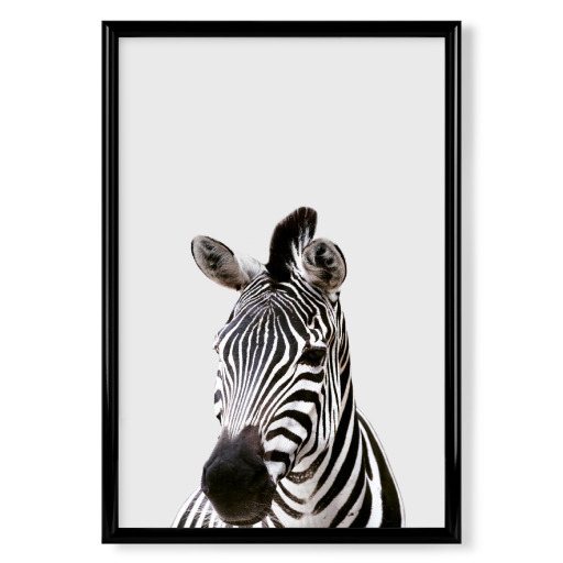 Zebra African Animal