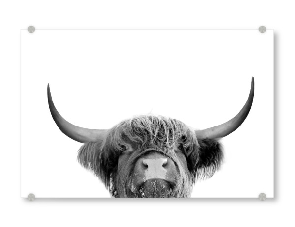 Acrylglasbild "Highland cow animal" artboxONE - Tiere,Schwarzweiß