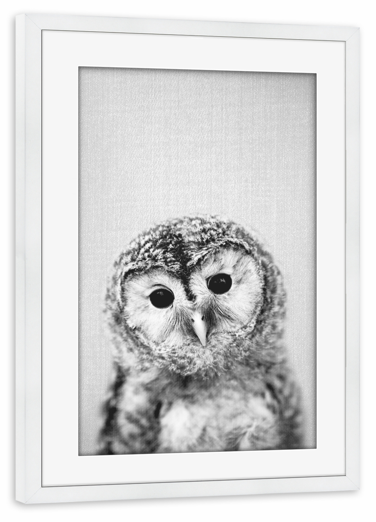 Poster mit Rahmen weiß "Baby Owl - Black & White" artboxONE - Tiere,Schwarzweiß - Animal,Baby,Portrait,Owl