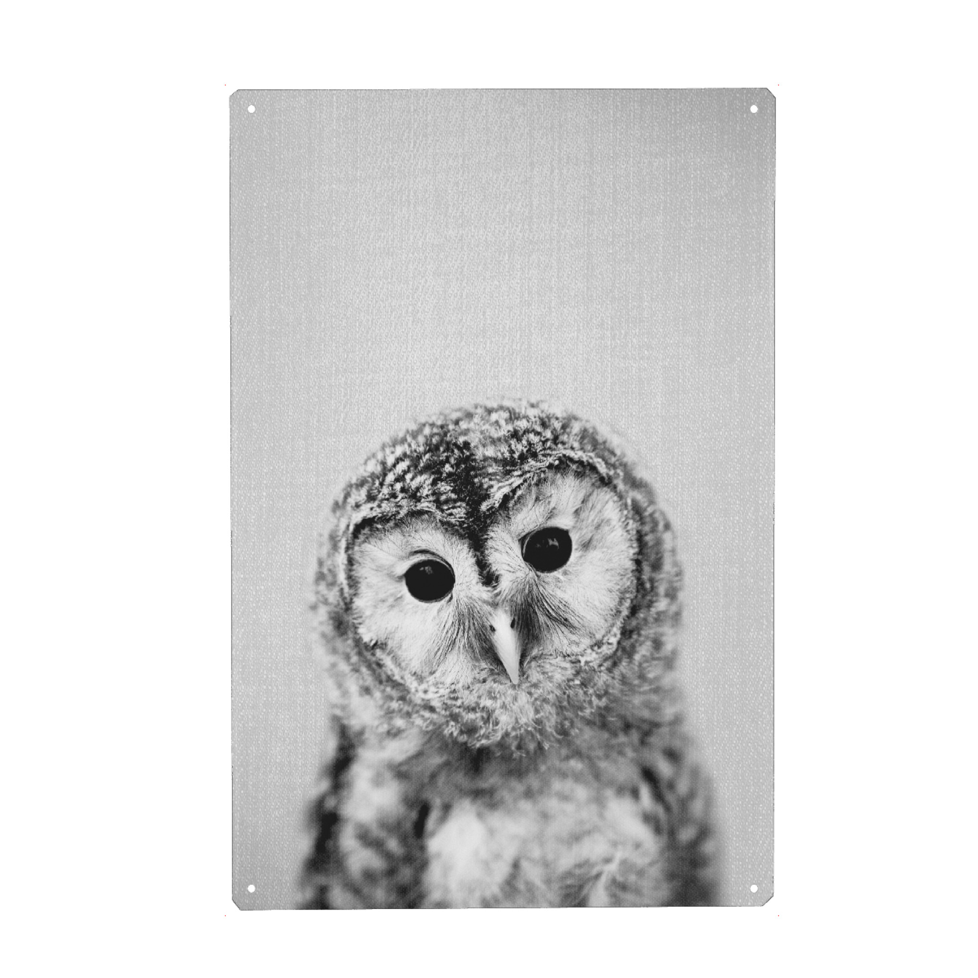 Holzbild "Baby Owl - Black & White" artboxONE - Tiere,Schwarzweiß - Animal,Baby,Portrait,Owl