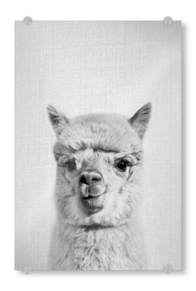 Acrylglasbild "Alpaca - Black & White" artboxONE - Tiere,Schwarzweiß - Animal,Portrait,Alpaca,Llama