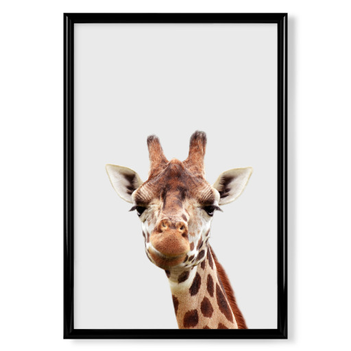 Giraffe - African Animal